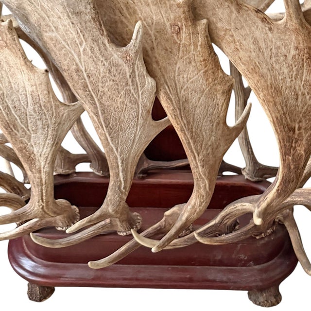 Vintage Fallow Deer Antler Hall Tree For Sale - Image 13 of 15