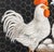 Late 20th Century Chickens and Eggs Oil on Canvas For Sale - Image 5 of 8