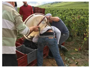 Cindi Emond, Grape Harvest, Photograph, 2016