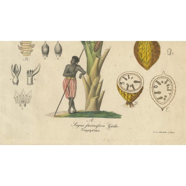 Antique Sago Palm Botanical Print, 1831 For Sale - Image 5 of 10