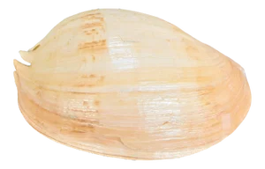 Melo Amphora Shell Specimen - 15”