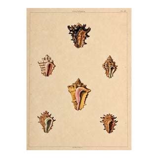 Volutella Triton Shells Original Print by Perry, 1810 For Sale