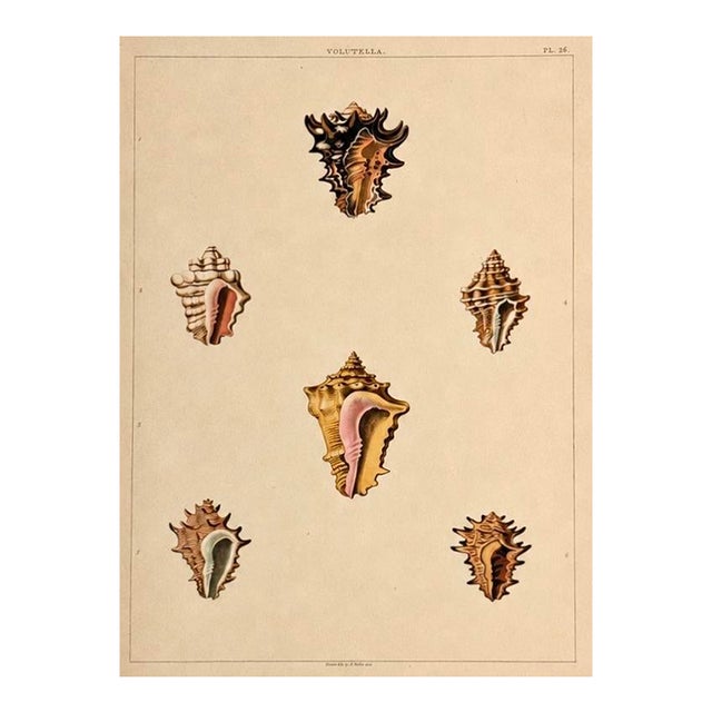 Volutella Triton Shells Original Print by Perry, 1810 For Sale