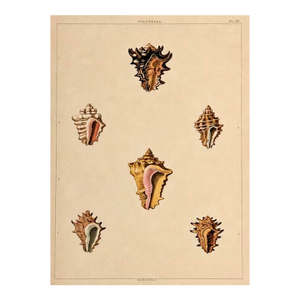 Volutella Triton Shells Original Print by Perry, 1810