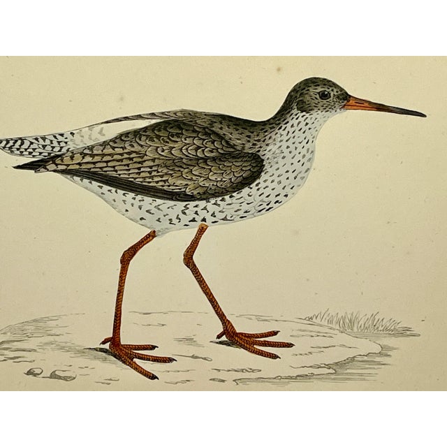 Antique Bird Print From England Showcasing a Red Shank - Circa 1880 For Sale - Image 10 of 11