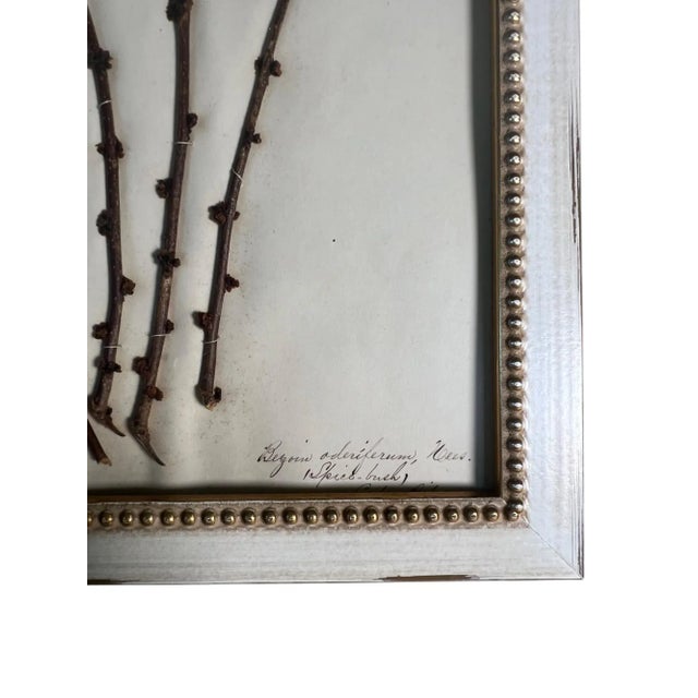 1895 Framed Antique Herbariums, Set of 20 For Sale - Image 9 of 12