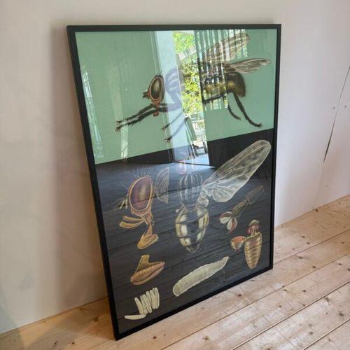 Educational Poster with Fly - Sweden (Vintage Didactic)
