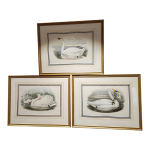 Three Swans by John Gould From Birds of Great Britian 1862-1873