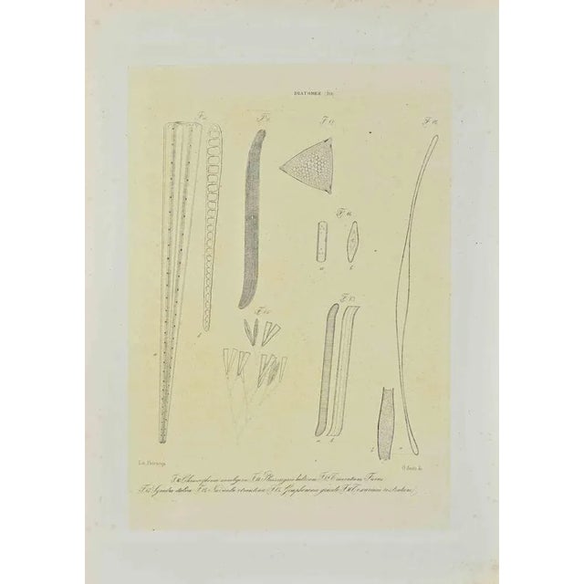 Black and white Lithograph. Belongs to the Series "Atlante di Botanica popolare ossia Illustrazione di Piante Notevoli di...