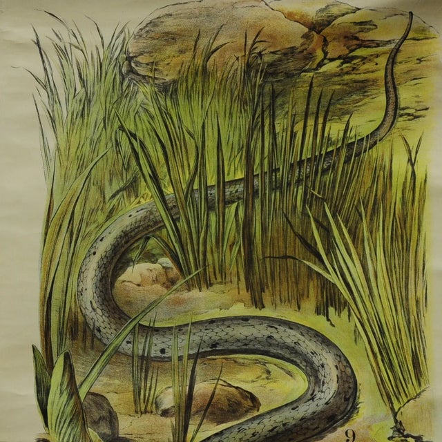 1960s Vintage Adder / Grass Snake Pull Down Wall Chart For Sale - Image 5 of 6