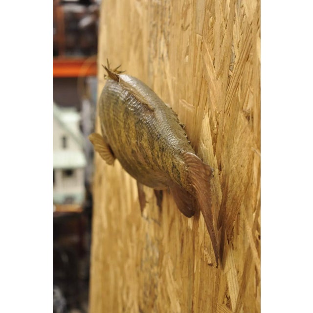 Vintage Smallmouth Bass Fish Wall Mount Taxidermy Real Skin Fishing Wall Decor For Sale In Philadelphia - Image 6 of 11