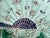 1900 - 1909 Antique Villeroy & Boch Majolica Fan Bowl, C. 1900 For Sale - Image 5 of 9