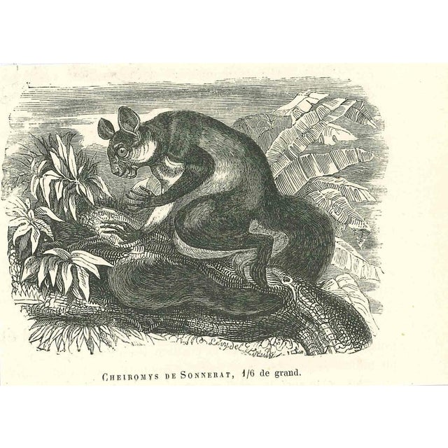 Cheiromys De Sonnerat is an original lithograph on ivory-colored paper, realized by Paul Gervais (1816-1879). The artwork...