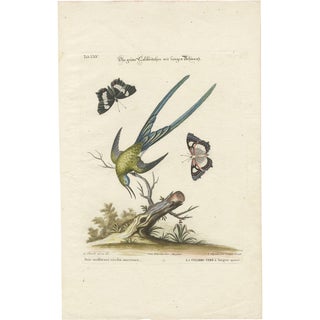 After Edwards, Long-Tailed Green Hummingbird, 1770, Print For Sale