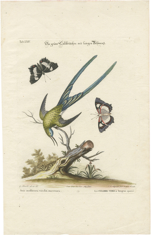 After Edwards, Long-Tailed Green Hummingbird, 1770, Print