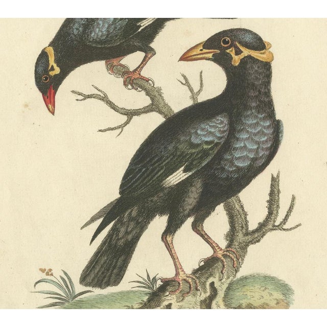 The Greater and Lesser Mino by George Edwards: Hill Mynas (Gracula Sp.) For Sale - Image 3 of 7