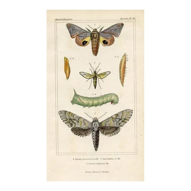 1834, One-Eyed Sphinx Moth Print, Original Hand Colored Engraving For Sale