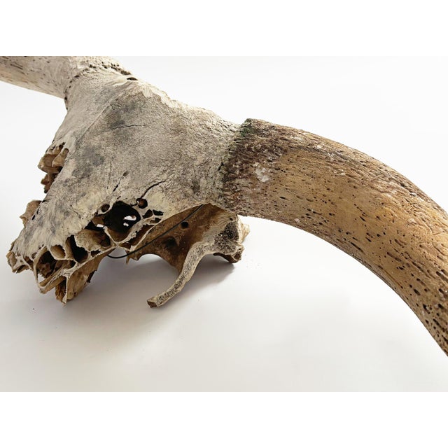 Farmhouse Early 1900s Longhorn Horns Bull Horns Primitive Steer Skull Southwest D√©cor For Sale - Image 3 of 7