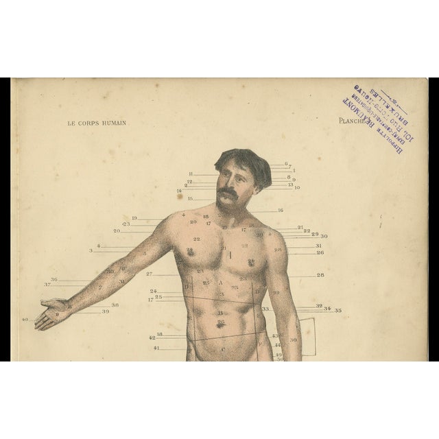 Antique print titled 'Le Corps Humain, Vue d'Ensemble'. Color lithograph of the human body with superimposed flap. This...