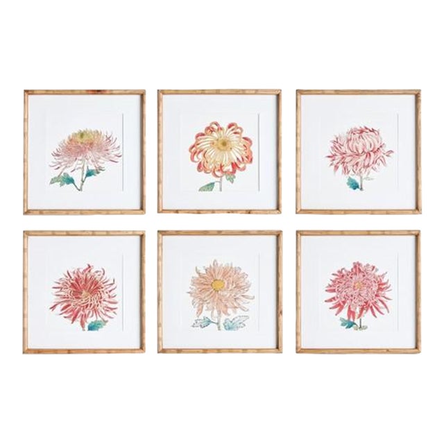 Colorful Chrysantehmum Prints - Set of 6 For Sale