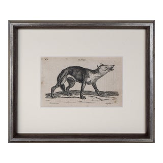 18th Century Antique English Wolf Engraving Thomas Pennant 1776-1777 For Sale