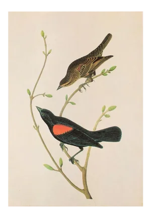 1966 Vintage Cottage Print "Crimson-Winged Troopial & Red-Winged Blackbird" After John James Audubon