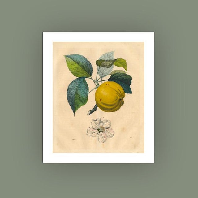 Realism Antique 'Apple Branch' Archival Print For Sale - Image 3 of 3