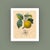 Realism Antique 'Apple Branch' Archival Print For Sale - Image 3 of 3