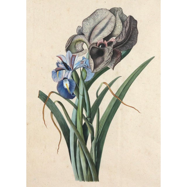 Mid 18th Century Circle of Georg Dionysius Ehret Iris Watercolor, Mid-18th Century For Sale - Image 5 of 11