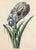 Mid 18th Century Circle of Georg Dionysius Ehret Iris Watercolor, Mid-18th Century For Sale - Image 5 of 11