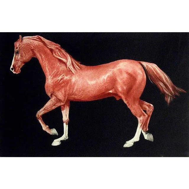 Framed realistic original limited edition mezzotint etching of a horse by G. H. Rothe. Hand signed, titled and numbered by...