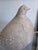Beige Austin Productions 1981 Ceramic Dove Sculpture — Mid-Century Modern Cast Bird Figure With Incised Feather Detail For Sale - Image 8 of 11