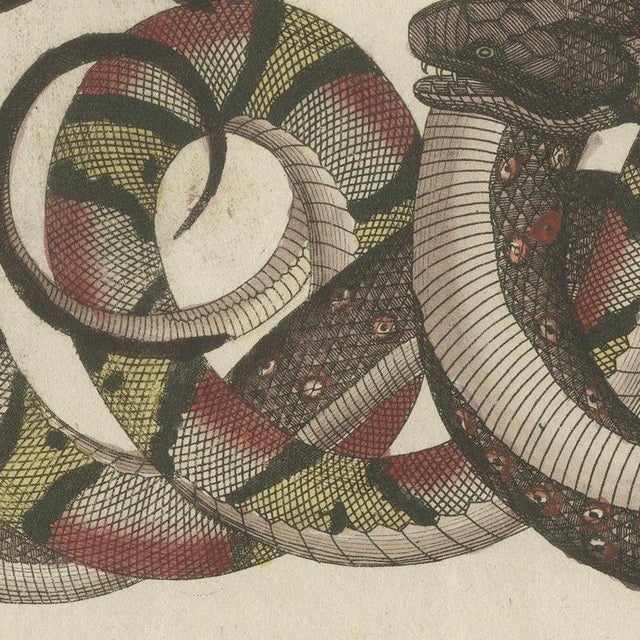 Bertuch, Four Intertwined Snakes, 1805, Print For Sale - Image 4 of 12