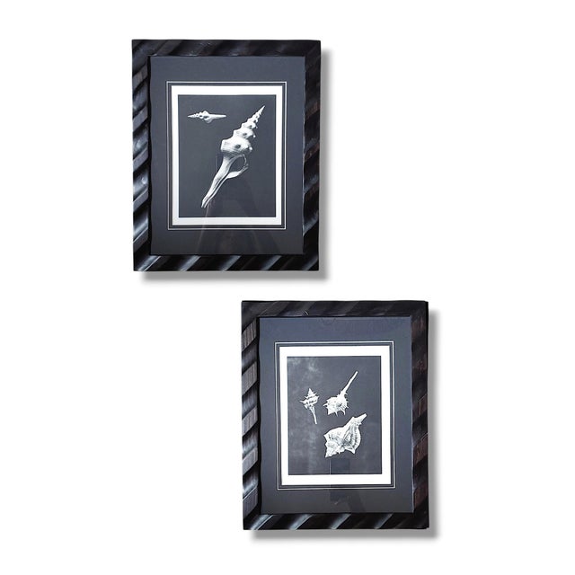 Sophisticated and Moody pair of vintage sea shell photograph prints framed in new to look vintage in black matte board and...