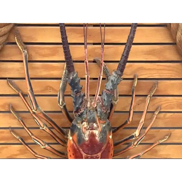 Large Taxidermy Lobster Mounted on Hexagon Shaped Wood and Rope Frame ...