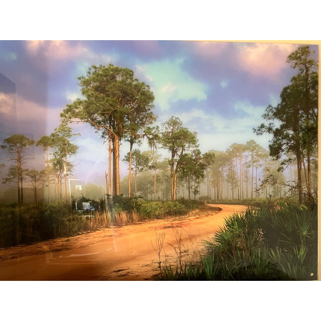 Old Florida; Highlands Hammock Park, Sebring Florida Photo Print, Pines and Palmetto. Four by Three Feet in Plastic For Sale - Image 16 of 18