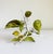 1950s Italian Toleware Hurricane Candle Holder With Lemon Tree Accents For Sale - Image 9 of 9
