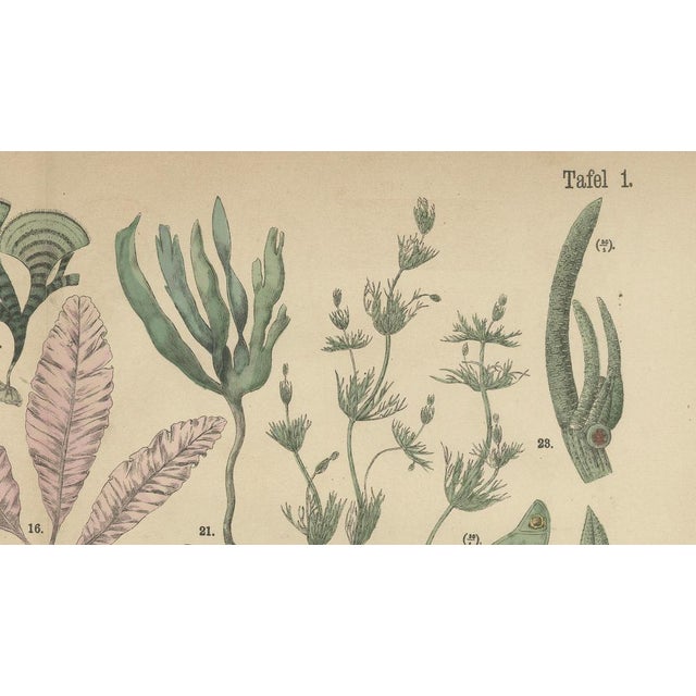 Paper Dr. Wilhelm Fünfstück, Antique Mushroom Plate European Fungi Study, 1885, Paper For Sale - Image 7 of 9