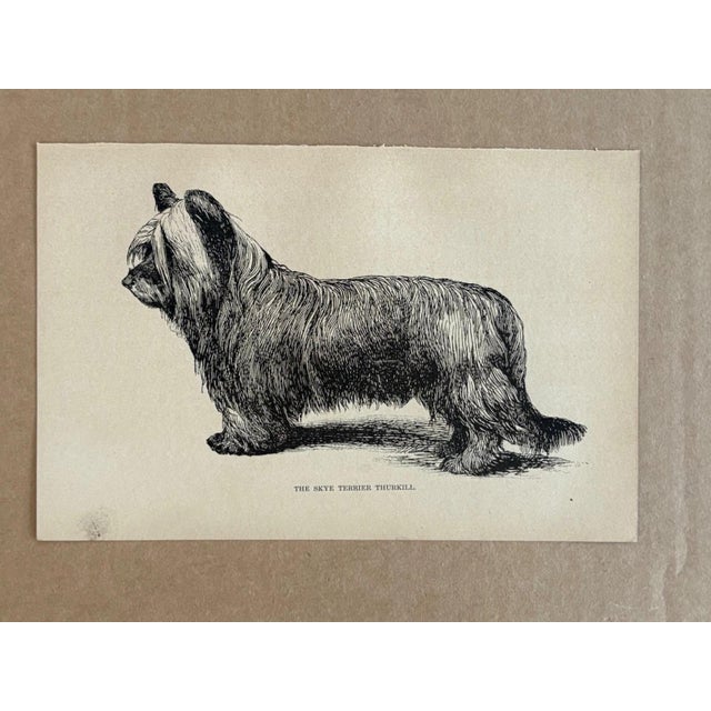 Up for sale is this charming antique dog print from a veterinary guide published in the 1890s and illustrating breed...