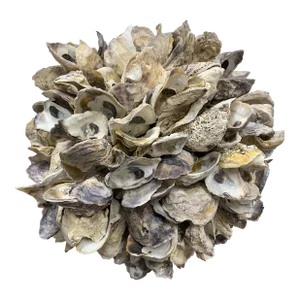 Vintage 1980’s Oyster Shell Orb