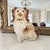 A late nineteenth-century English Staffordshire pottery mantel figure modelled as a seated King Charles-type spaniel,...