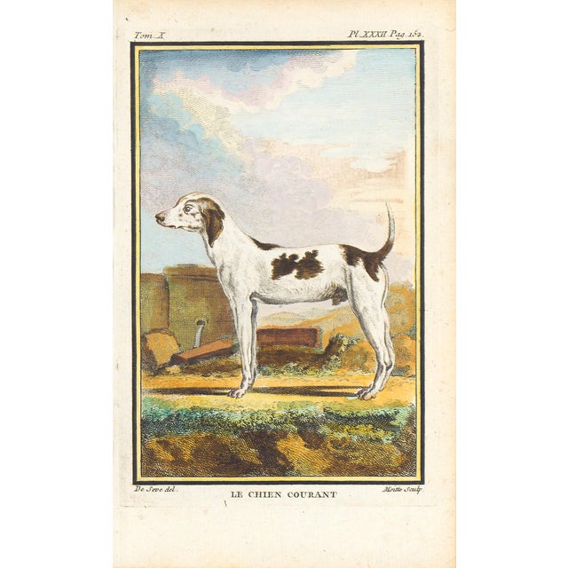 1758 Buffon Dog Engraving "Le Chien Courant" (Hound Dog) For Sale