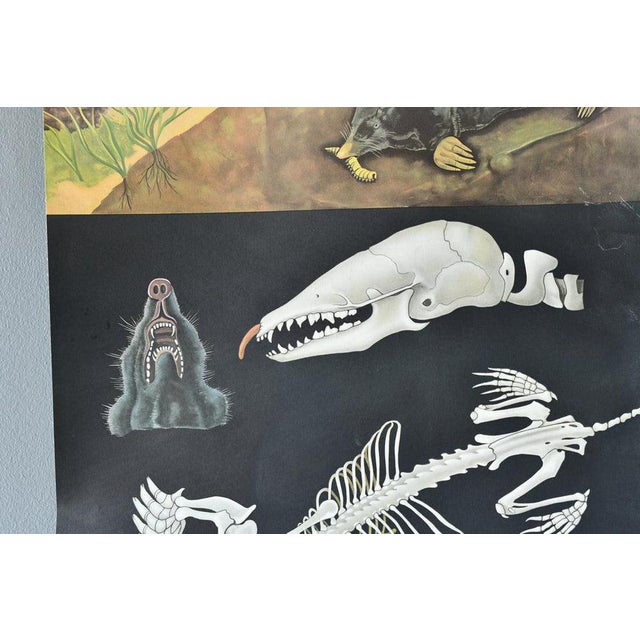 Wall Chart of the Mole by Jung-Koch-Quentell, 1950s For Sale - Image 3 of 8