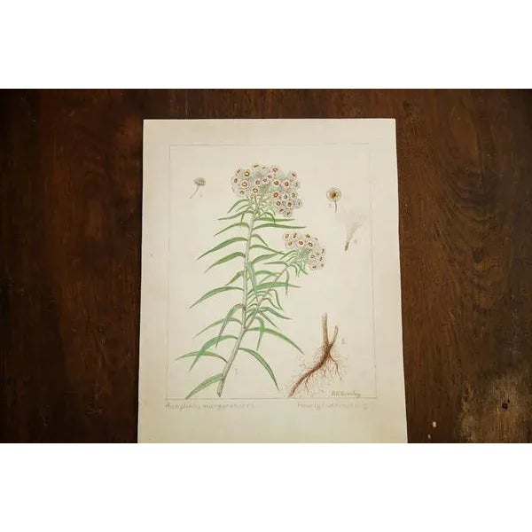 Farmhouse "Pearly Everlasting" Botanical Watercolor Painting by Rh Greeley For Sale - Image 3 of 5