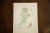 Farmhouse "Pearly Everlasting" Botanical Watercolor Painting by Rh Greeley For Sale - Image 3 of 5