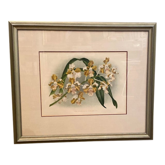 Late 19th Century Botanical Orchid Print, Framed For Sale