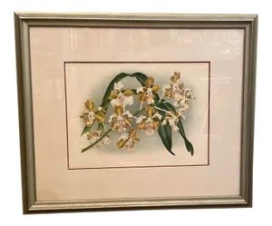 Late 19th Century Botanical Orchid Print, Framed