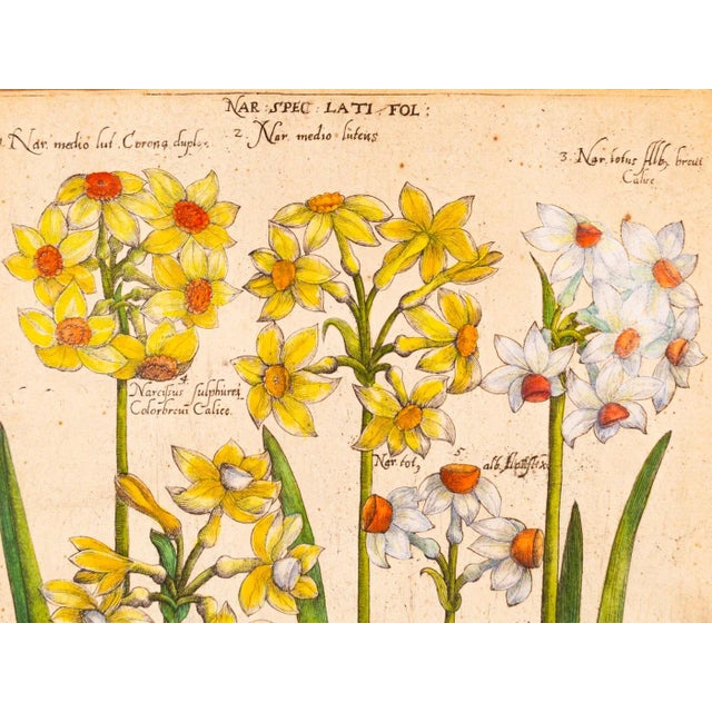Botanical Drawings, 18th Century, Colored Copper Engraving For Sale - Image 6 of 13