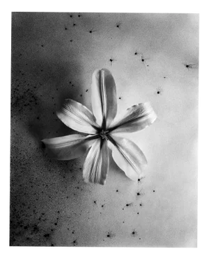 Ugne Pouwell, Lily at First Light, 2025, Botanical Photography, Edition 10