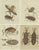 Various Insects, Print, Set of 4 For Sale
